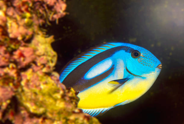 istock Closeup of a blue tang surgeonfish 1189486513