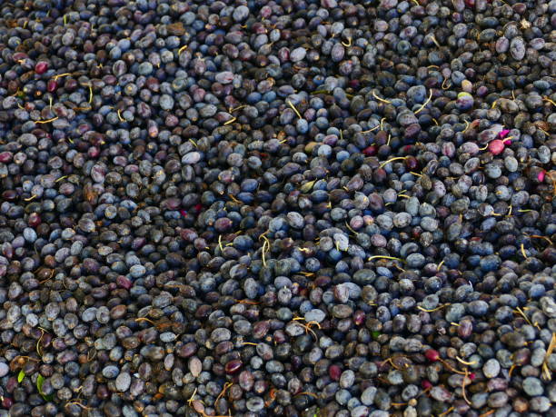 istock The first olives, Djerba island, Tunisia 1189487243