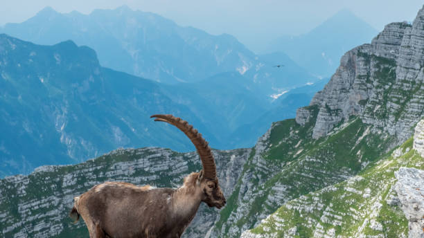 istock Capricorns in the Julian alps 1189488204