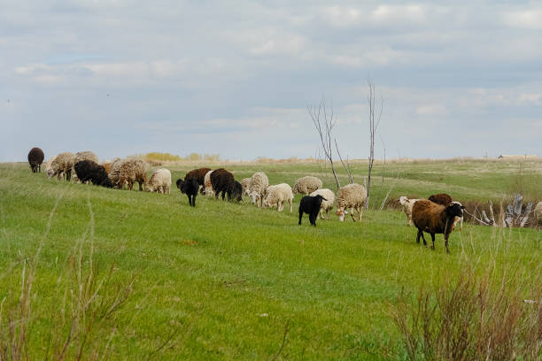 istock Flock of sheep on a spring pasture against a cloudy sky 1189493095