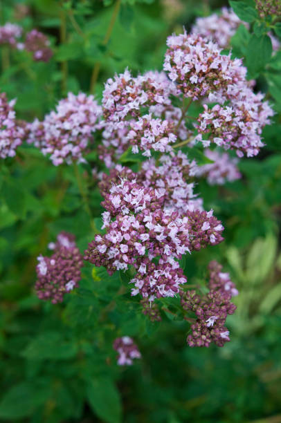 istock origanum in bloom close up 1189493776