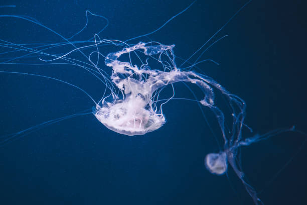 Colorful jellyfish in the deep blue sea