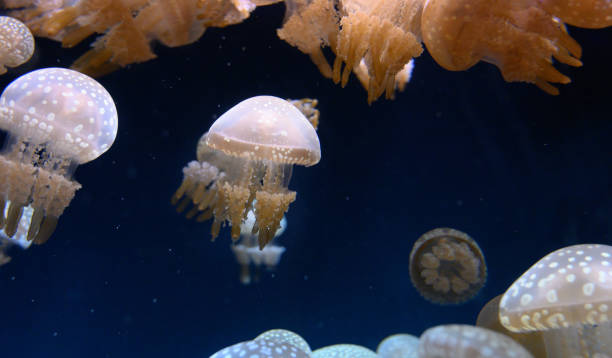 istock Jellyfish in the dark sea 1189494478