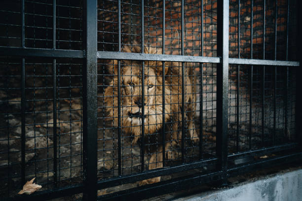King behind the bars Lion walking behind bars at the zoo cage stock pictures, royalty-free photos & images