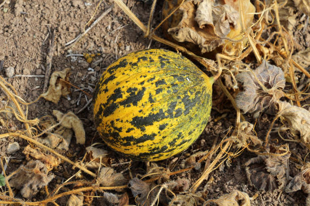 istock A type of melon grown in Turkey 1189497694