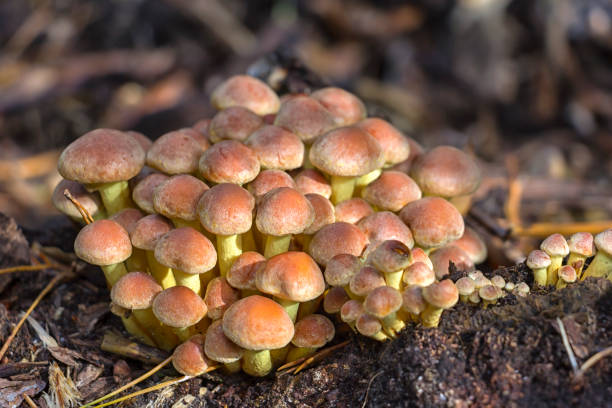 in autunno ci sono molti funghi, come qui ad esempio l'armillaria. - honey agaric foto e immagini stock