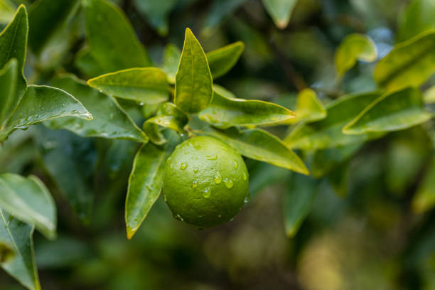 Limequat on the branch of the tree