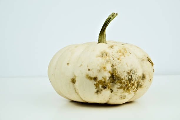 Fresh pumpkins in a bamboo pan