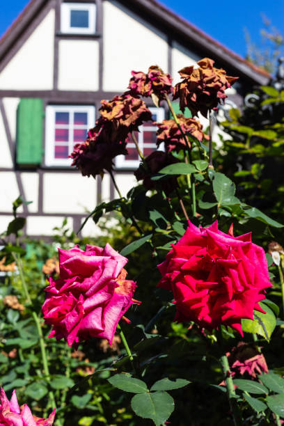istock roses decoration in restaurant garden 1189500195