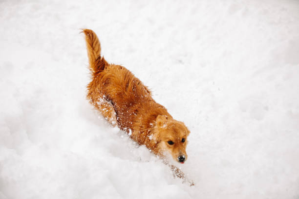 istock Happy young dog running in deep snow 1189500214