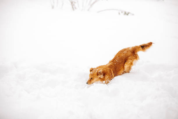 istock Happy yellow dog runs through the snow 1189500266