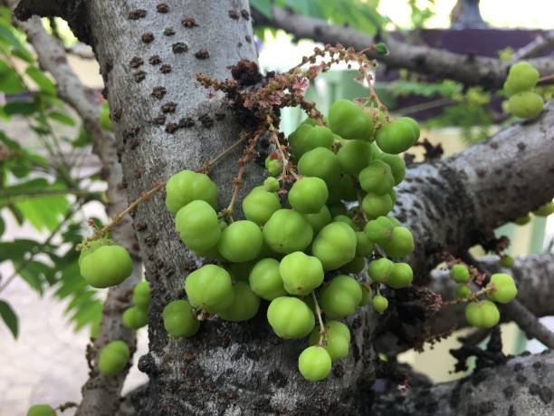 istock The fruit of the gooseberry. 1189500705