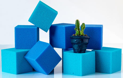 Houseplant-succulent on the background of blue foam cubes