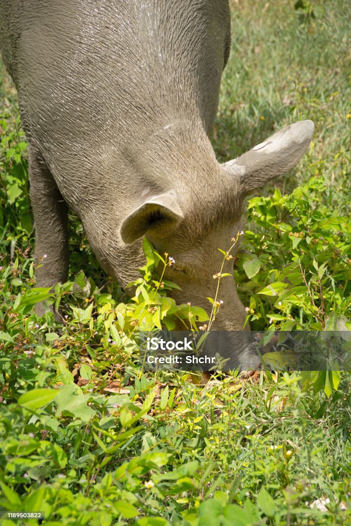 Großes verschmutztes Schwein - Lizenzfrei Borste Stock-Foto