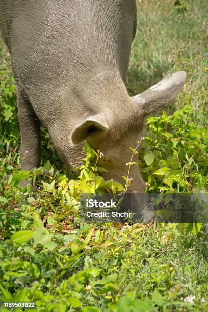 Großes Verschmutztes Schwein Stockfoto und mehr Bilder von Borste - Borste, Dominikanische Republik, Feld