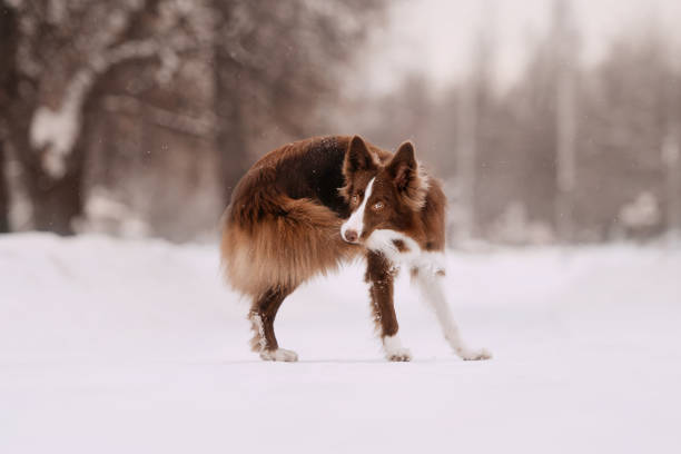 border collie dog catching his own tail outdoors stock photo