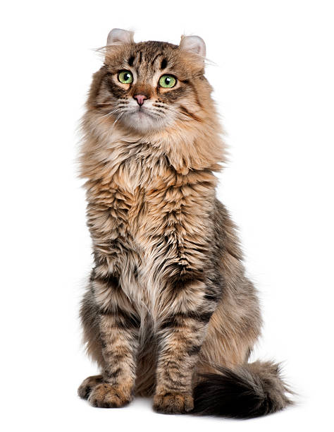 istock Front view of American Curl sitting and looking up 118950411