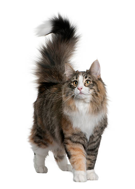 Stray cat is standing on the middle of street.