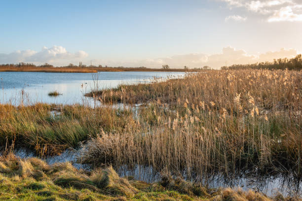istock Waving reeds in afternoon sunlight 1189504480