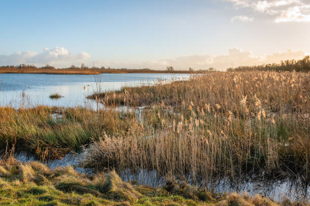 размахивая тростником во второй половине дня солнечного света - riverbank marsh water pond стоковые фото и изображения