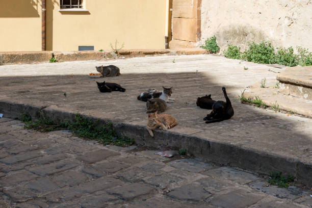 istock Group of stray cats 1189504748