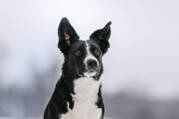 istock adorable border collie dog posing outdoors in winter 1189504830