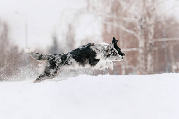 istock two border collie dogs running in the snow 1189504961