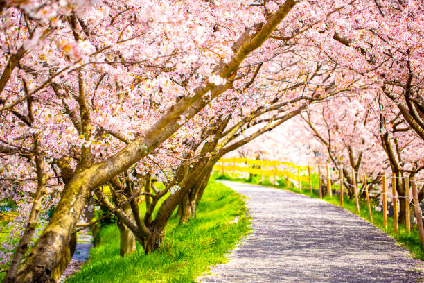 istock a walking road under the beautiful sakura tree or cherry tree tunnel. 1189507451
