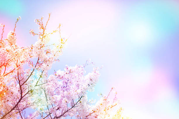 Beautiful cherry blossom sakura in spring time over colorful sky.Cherry blossom in full bloom.