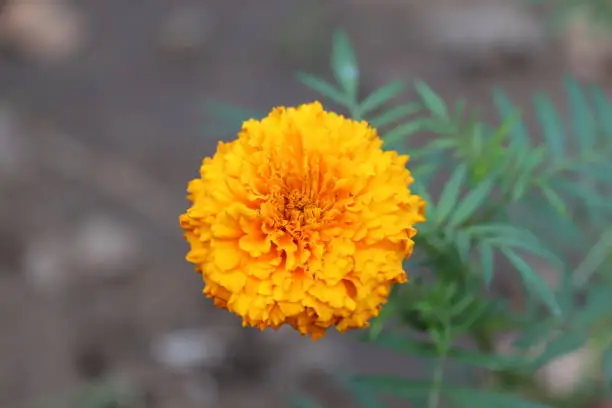 Photo of The beautiful merigold flower in garden.Blooming Merigold In The Garden