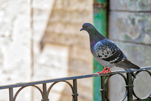 Domestic pigeon standing on a wrought iron balcony fence. Image