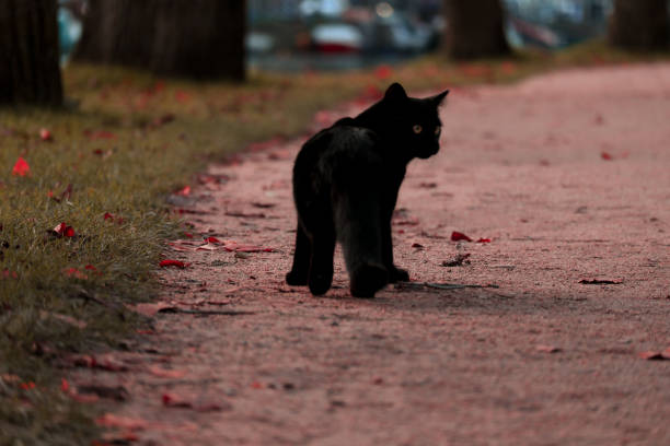 chat perdu - lost pet photos et images de collection