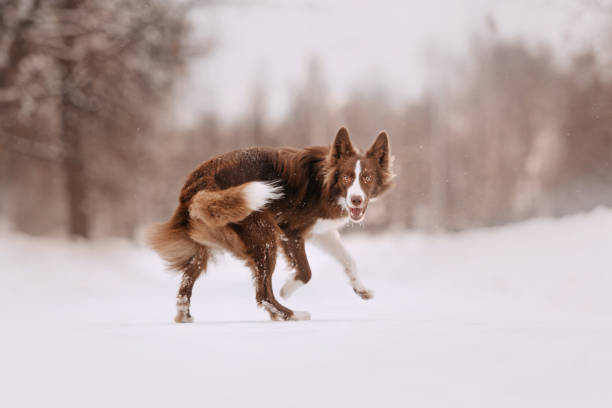 istock happy border collie dog playing in the snow 1189508600