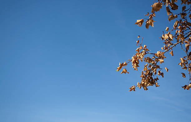 Céu azul deixa. - fotografia de stock