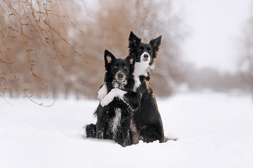 two adorable black dogs hugging outdoors in winter