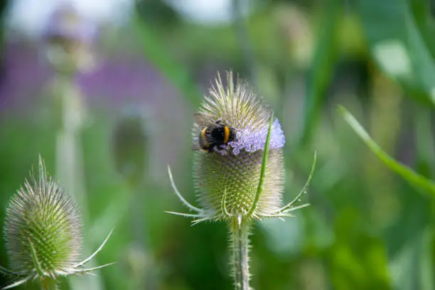 A Close-up View of the bumblebee on the wild flower "Common Teasel" (Dipsacus fullonum).