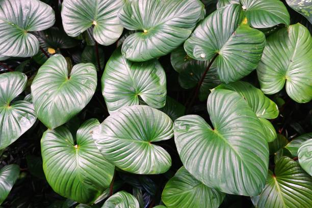 istock Tropical plants with heart shaped leaves in bright sunlight 1189514370