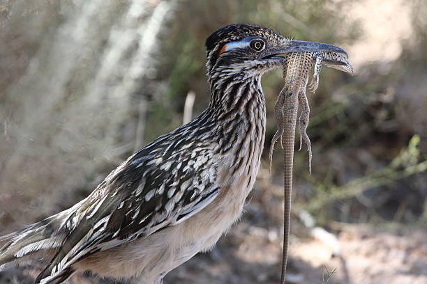 roadrunner with lizard stock photo