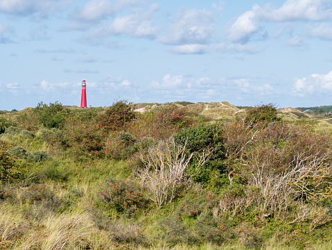 Lighthouse and dunes overgrown with sea buckthorn shrubs, Westerduinen, Schiermonnikoog, Netherlands
