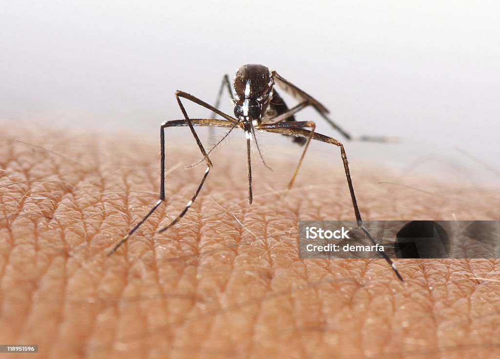 Mosquito - Foto de stock de Mosquito royalty-free