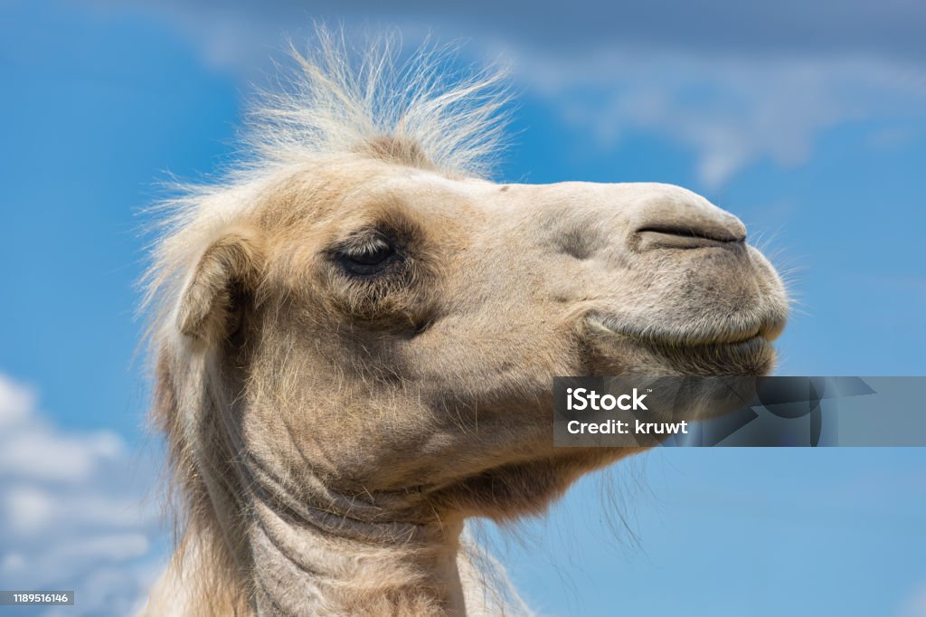 Camel Head Against Cloudy Sky In Zoo Stock Photo - Download Image Now -  Dromedary Camel, Animal, Animal Body Part - iStock