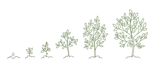 ilustrações de stock, clip art, desenhos animados e ícones de trees, growth stages sketch. animation progress. plant development. hand drawn vector line. - planta nova ilustrações
