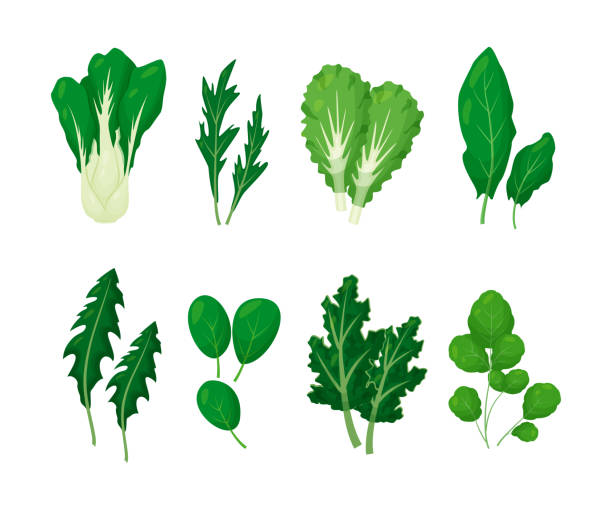 ilustraciones, imágenes clip art, dibujos animados e iconos de stock de verduras de ensalada verde hojas establecen ilustración vectorial aislada en blanco - arugula salad plant leaf