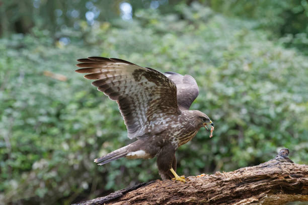 istock Eurasian buzzard eating dead animal (Buteo buteo) 1189517299