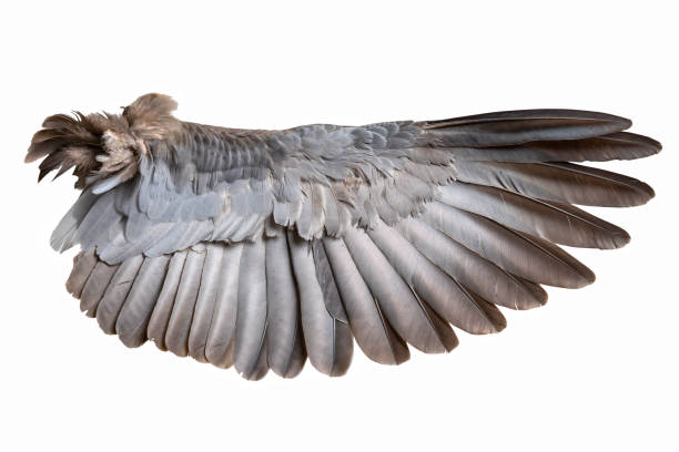 istock Wing of bird wide open isolated on white 1189517449
