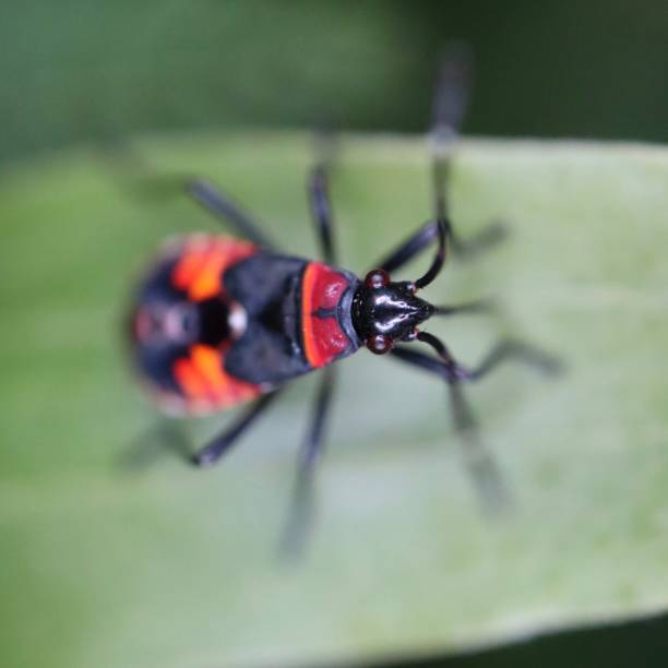 istock Macro close up of an insect 1189518779