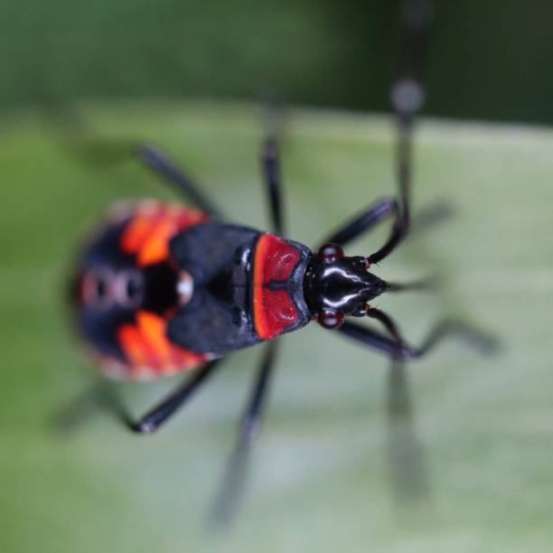 istock Macro close up of an insect 1189518799