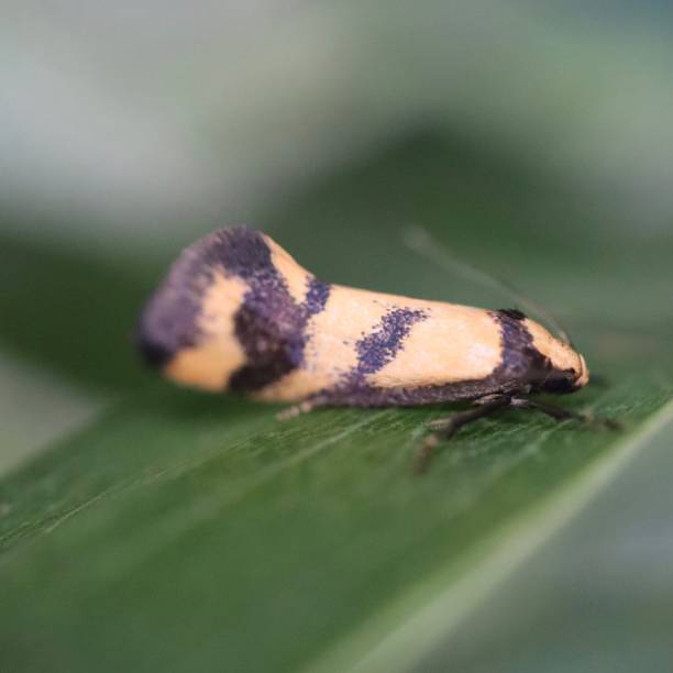 istock Macro close up of an insect 1189518837