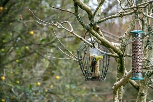 istock Blue tit in flight from a bird feeder with copy space 1189519697