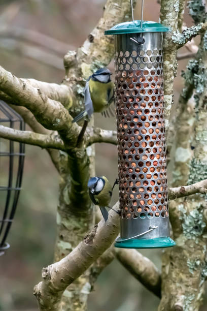 istock Two blue tits on a bird feeder in Autumn 1189520127